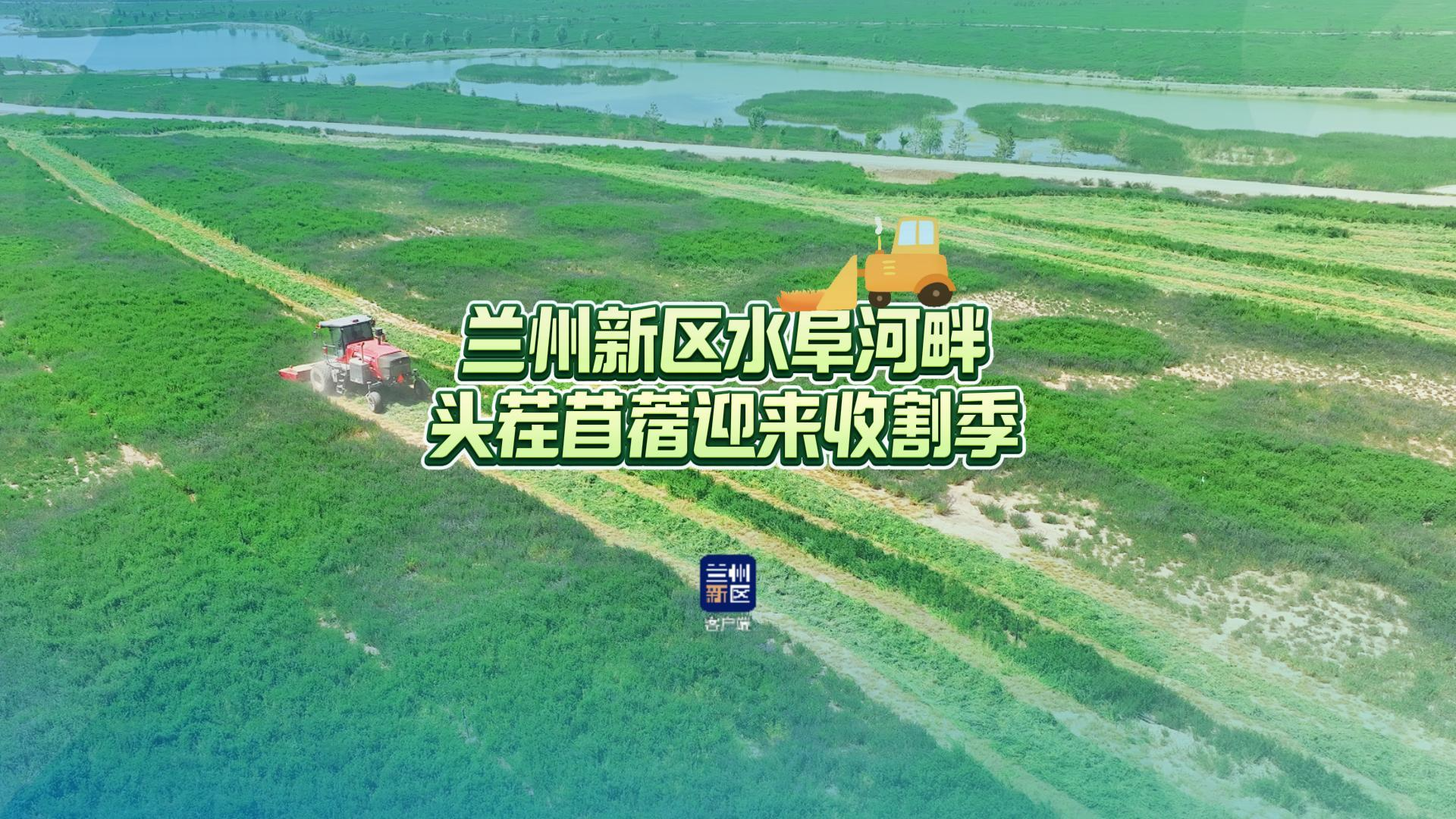水阜河畔头茬苜蓿迎来收割季